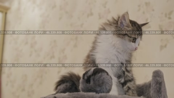 Funny kitten on tower for cats. Стоковое видео, видеограф Михаил Коханчиков / Фотобанк Лори