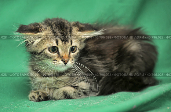 Furry beautiful frightened kitten on a green background. Стоковое фото, фотограф Анна Кривицкая / Фотобанк Лори