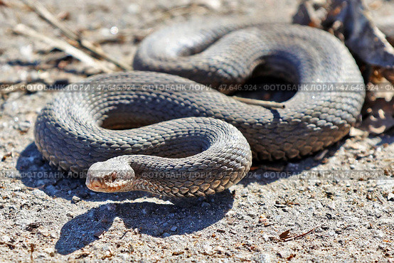 Гадюка обыкновенная (Vipera berus) Стоковое фото, фотограф Александр Тарасенков / Фотобанк Лори