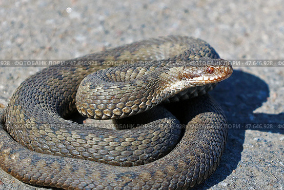 Гадюка обыкновенная (Vipera berus) Стоковое фото, фотограф Александр Тарасенков / Фотобанк Лори