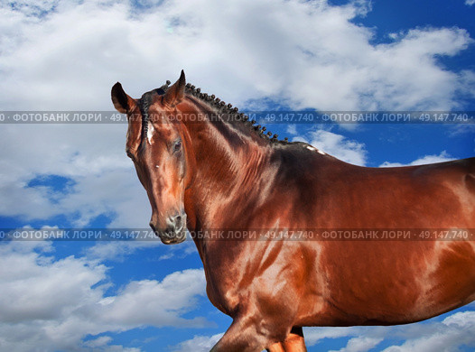 galloping sportive breed  horse at clouds sky background. Стоковое фото, агентство Ingram Publishing / Фотобанк Лори