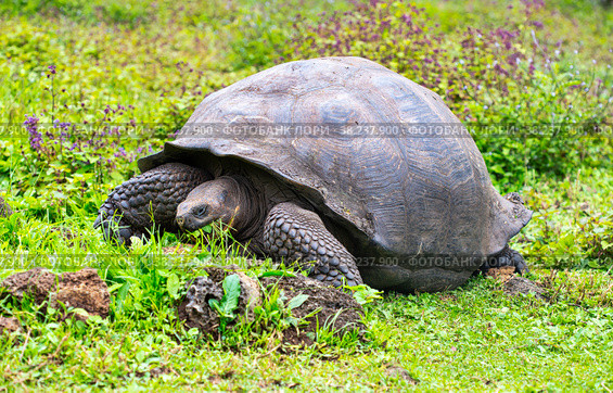 Galápagos tortoise (Chelonoidis elephantopus) in tropical Galapagos island. Стоковое фото, фотограф Aleksandr Golubev / Фотобанк Лори