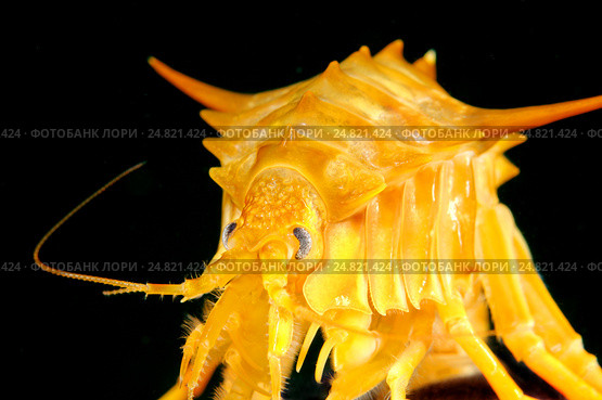 Гаммарус (Eulimnogammarus Тритон), озеро Байкал. Стоковое фото, фотограф Некрасов Андрей / Фотобанк Лори