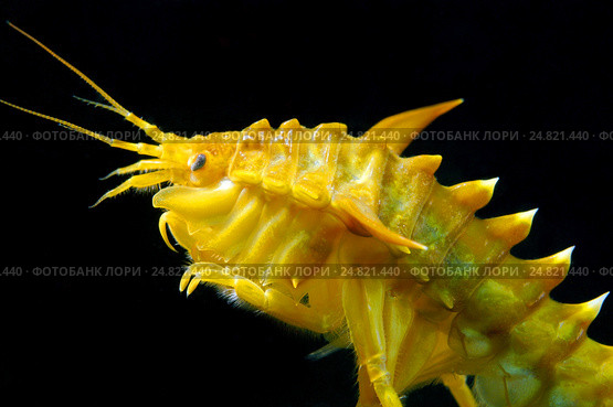 Гаммарус (Eulimnogammarus Тритон), озеро Байкал. Стоковое фото, фотограф Некрасов Андрей / Фотобанк Лори