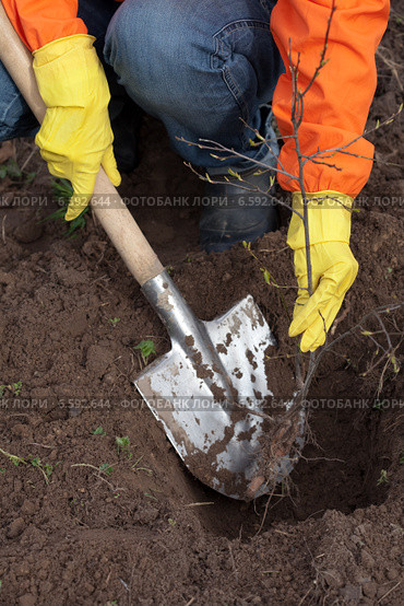 gardener resetting sprout in soil. Стоковое фото, фотограф Яков Филимонов / Фотобанк Лори