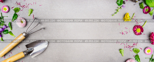 Gardening background with garden tolls and garden flowers plant on gray stone background, top view, place for text, banner. Стоковое фото, агентство Ingram Publishing / Фотобанк Лори