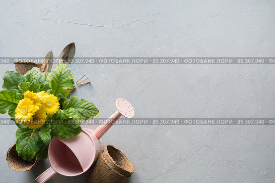 Gardening background with yellow gerbera, gardening tolls and garden flowers plant on gray concrete background. Стоковое фото, фотограф Светлана Лажко / Фотобанк Лори