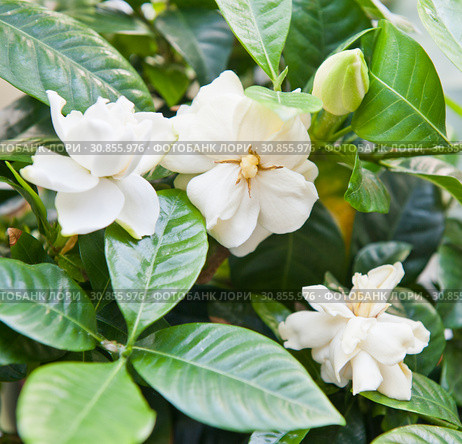 Гардения жасминовидная (Gardenia jasminoides) Стоковое фото, фотограф E. O. / Фотобанк Лори