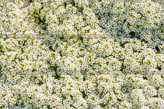 Газонница, или Лобулярия (Lobularia) Стоковое фото, фотограф Алёшина Оксана / Фотобанк Лори