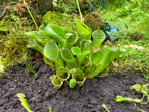 Гелиамфора (Heliamphora) в Субтропической оранжерее Ботанического сада МГУ имени М.В. Ломоносова «Аптекарский огород», Москва (2021 год). Редакционное фото, фотограф Мария Кылосова / Фотобанк Лори