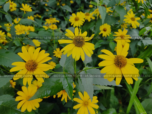 Гелиопсис подсолнечниковидный, Heliopsis helianthoides семейства Астровые. Красивые желтые ромашки на клумбе. Пышный куст с яркими цветами. Цветение однолетних и многолетних растений. Heliopsis sunflower, Heliopsis helianthoides of the Asteraceae family. Beautiful yellow daisies in a flower bed. Lush bush with bright flowers. Bloom of annual and perennial plants. Стоковое фото, фотограф Ирина / Фотобанк Лори
