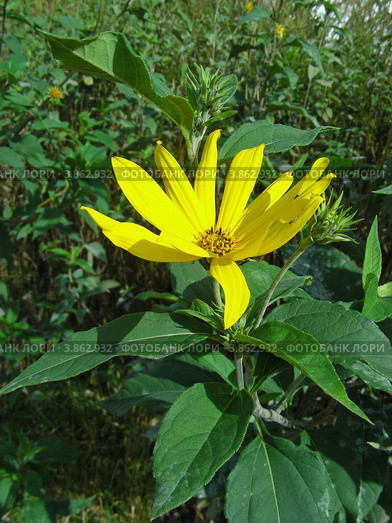 Гелиопсис шероховатый (Heliopsis scabra) Стоковое фото, фотограф lana1501 / Фотобанк Лори