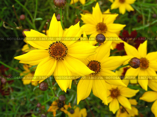 Гелиопсис шероховатый (Heliopsis scabra) Стоковое фото, фотограф lana1501 / Фотобанк Лори