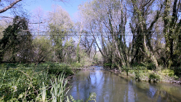 Gentle river flows through Parque das Ribeiras, reflecting the clear blue sky and surrounding trees, with lush vegetation lining the banks. Стоковое фото, агентство Ingram Publishing / Фотобанк Лори