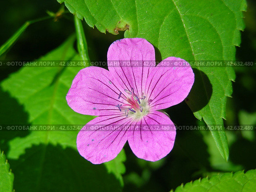 Герань лесная (Geranium sylvaticum) Стоковое фото, фотограф lana1501 / Фотобанк Лори