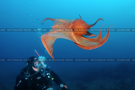 Giant Pacific octopus or North Pacific giant octopus (Enteroctopus dofleini) Japan sea, Far East, Primorsky Krai, Russian Federation (2012 год). Редакционное фото, фотограф Некрасов Андрей / Фотобанк Лори