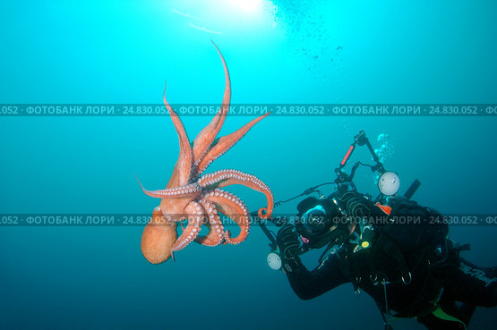 Giant Pacific octopus or North Pacific giant octopus (Enteroctopus dofleini) Japan sea, Far East, Primorsky Krai, Russian Federation (2012 год). Редакционное фото, фотограф Некрасов Андрей / Фотобанк Лори