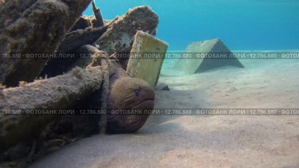 Гигантская мурена (Gymnothorax javanicus) прячется под затонувим судном, Красное море, Марса-эль-Алам, бухта Абу-Дабаб, Египет. Стоковое видео, видеограф Некрасов Андрей / Фотобанк Лори