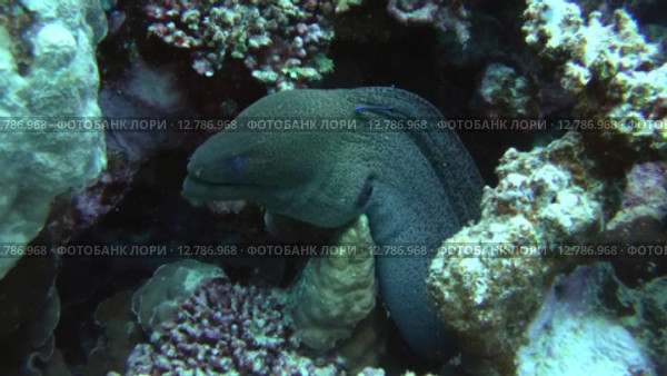 Гигантская мурена (Gymnothorax javanicus) прячется в коралловом рифе, Красное море, Марса-эль-Алам, бухта Абу-Дабаб, Египет. Стоковое видео, видеограф Некрасов Андрей / Фотобанк Лори