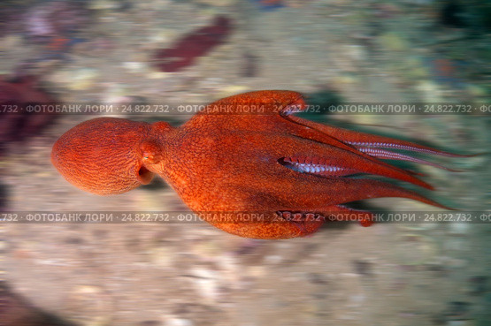 Гигантский тихоокеанский осьминог  (Enteroctopus dofleini), Японское море. Стоковое фото, фотограф Некрасов Андрей / Фотобанк Лори