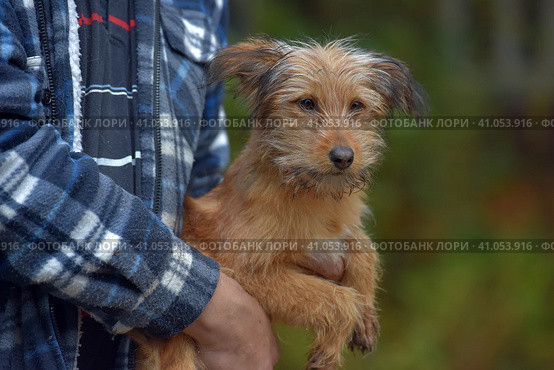 Ginger dog terrier mestizo in arms at an animal shelter. Стоковое фото, фотограф Анна Кривицкая / Фотобанк Лори