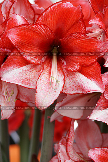 Гиппеаструм (hippeastrum) Стоковое фото, фотограф Natalia Nemtseva / Фотобанк Лори