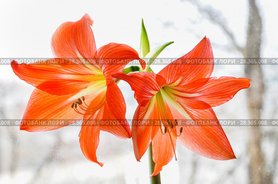Гиппеаструм красный (Hippeastrum) Стоковое фото, фотограф Алёшина Оксана / Фотобанк Лори