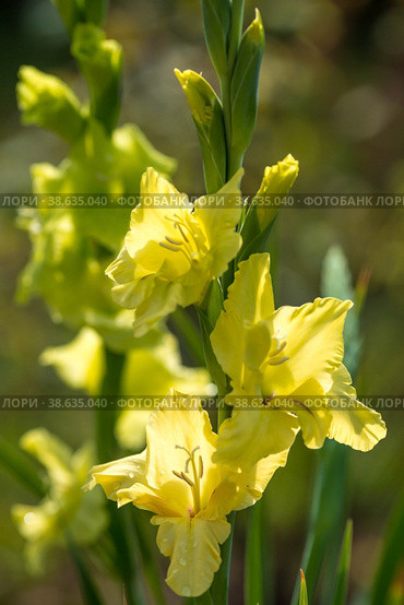 Gladiolus, sword-Lily, purple and yellow gladiolus bloom in the garden. Close-up of gladiolus flowers. Bright gladiolus flowers in summer. Large flowers and buds on a green background. Стоковое фото, фотограф Photojuli / Фотобанк Лори
