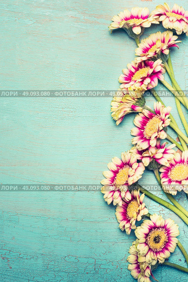 Glorious flowers bunch on turquoise blue shabby chic background , top view, border. Festive greeting or invitation card with gerbera flowers, vertical. Стоковое фото, агентство Ingram Publishing / Фотобанк Лори
