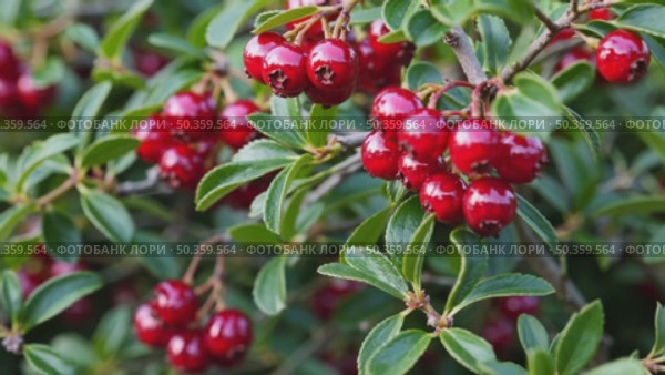 Glossy Red Barberry Berries on Green Shrub. Cluster of shiny red barberries on a leafy shrub, showing botanical texture, vibrant color, and autumnal garden mood. Стоковое AI-видео, аниматор Башкирова Анна / Фотобанк Лори