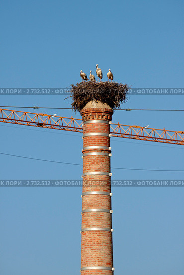 Гнездо аистов на заводской трубе. Стоковое фото, фотограф Юрий Синицын / Фотобанк Лори