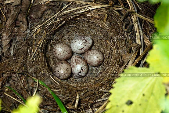 Гнездо овсянки, Emberiza citrinella. Стоковое фото, фотограф Василий Вишневский / Фотобанк Лори