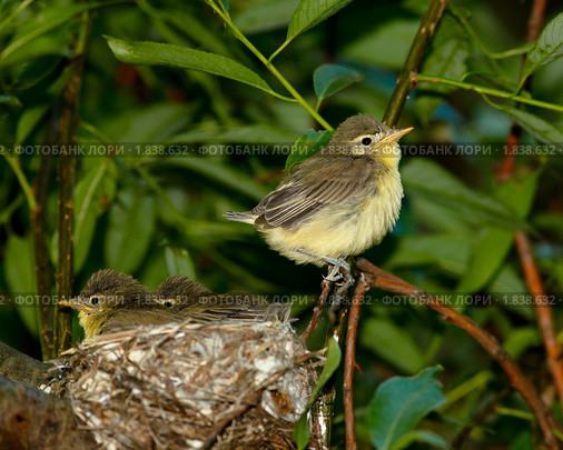 Гнездо. Пересмешка зеленая, Icterine Warbler, Hippolais icterina. Nest. Стоковое фото, фотограф Василий Вишневский / Фотобанк Лори
