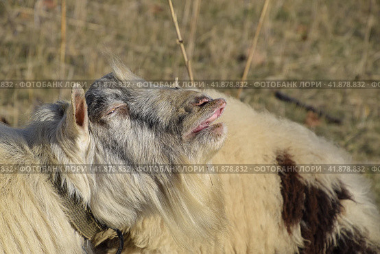 goat lifts his lip and sniffs pheromones. goat sexual behavior during mating. Стоковое фото, фотограф Леонид Еремейчук / Фотобанк Лори