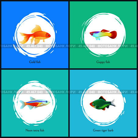 Gold fish and neon tetra set of posters. Guppy green tiger barb species. Domestic types of creatures fauna iving in aquariums vector illustration. Gold Fish and Neon Tetra Set Vector Illustration. Стоковая иллюстрация, агентство Ingram Publishing / Фотобанк Лори