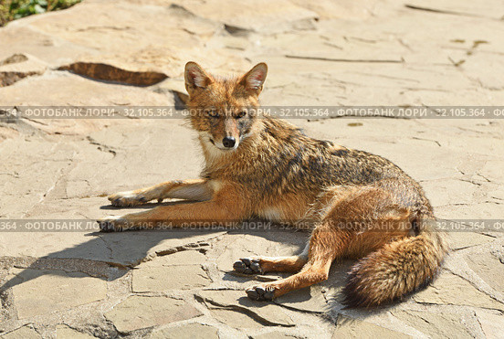 Golden jackal (Canis aureus) on rock. Стоковое фото, фотограф Валерия Попова / Фотобанк Лори