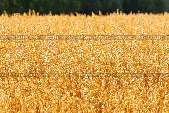 Golden oat straws on warm summer day in rural field. Cereal spike ready for harvest, agricultural background. Yellow wheat spikelets food healthy, Belarus. Стоковое фото, агентство Ingram Publishing / Фотобанк Лори