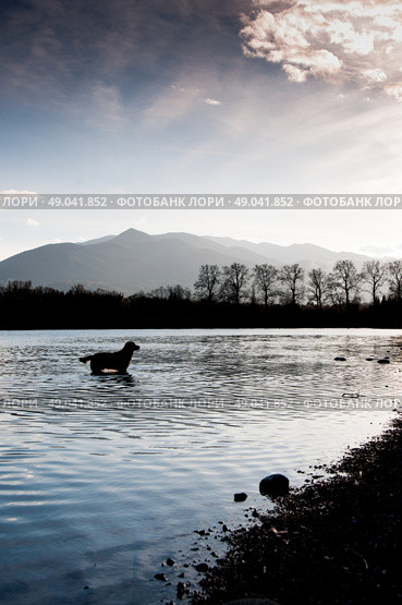 Golden retriever dog silhouetted in water against the mountains. Стоковое фото, агентство Ingram Publishing / Фотобанк Лори