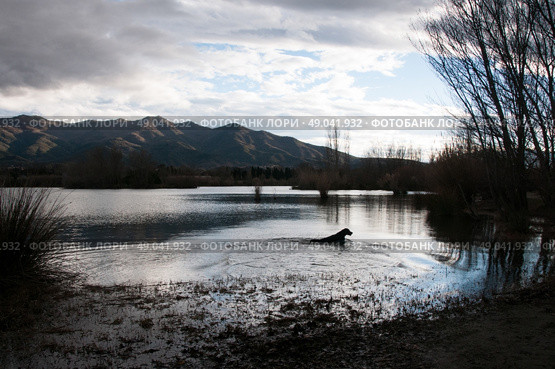 Golden retriever dog silhouetted in water against the mountains. Стоковое фото, агентство Ingram Publishing / Фотобанк Лори