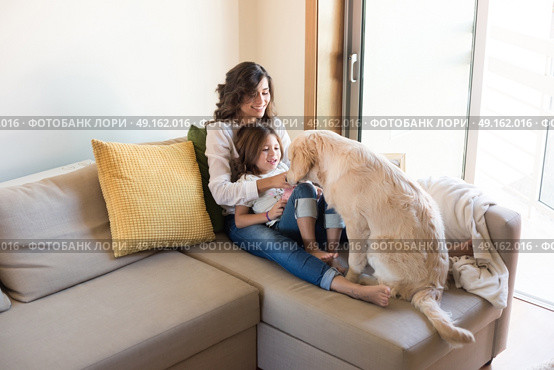 Golden Retriever Junior dog with her human family at home. Стоковое фото, агентство Ingram Publishing / Фотобанк Лори