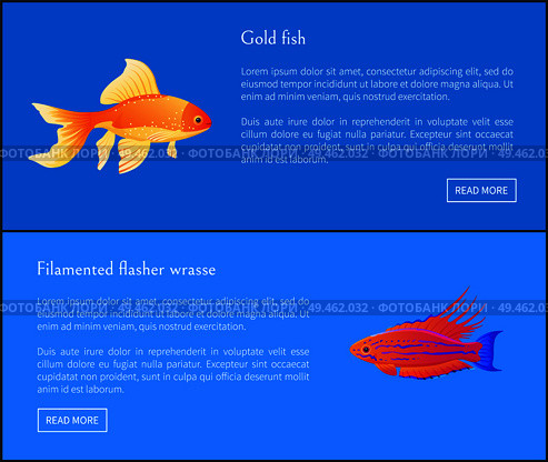 Goldfish and filamented flasher wrasse posters set. Fish of great importance. Tropic and exotic fauna, species of marine life vector illustration. Gold Fish and Flasher Posters Vector Illustration. Стоковая иллюстрация, агентство Ingram Publishing / Фотобанк Лори