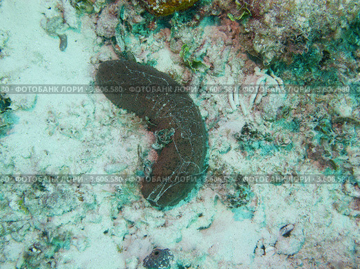 Голотурия или морская кубышка, или морской огурец. Стоковое фото, фотограф Сергей Дубров / Фотобанк Лори