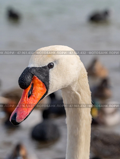 Голова большого красивого лебедя. Close-up of the swan's head. Стоковое фото, фотограф Татьяна Д / Фотобанк Лори