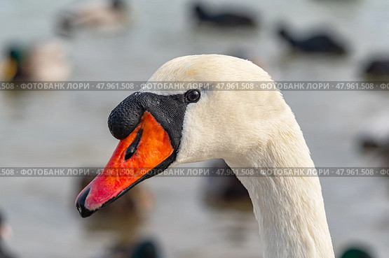 Голова большого красивого лебедя. Close-up of the swan's head. Стоковое фото, фотограф Татьяна Д / Фотобанк Лори