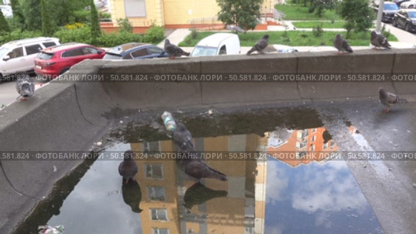 Голуби на крыше у входа. Стоковое видео, видеограф Валерий Иванович Клейменов / Фотобанк Лори
