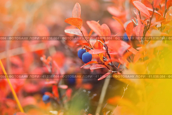 Голубика (Vaccinium uliginosum). Синие ягоды дикой голубики среди красочной осенней листвы. Растения тундры. Дикие ягоды, которые растут в Арктике. Природа Чукотки и Сибири. Сентябрь. Стоковое фото, фотограф Андрей Степанов / Фотобанк Лори