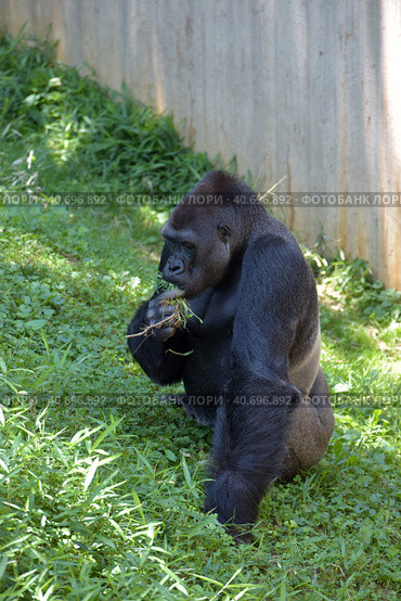 Gorilla in Washington zoo. Стоковое фото, фотограф Анна Кривицкая / Фотобанк Лори