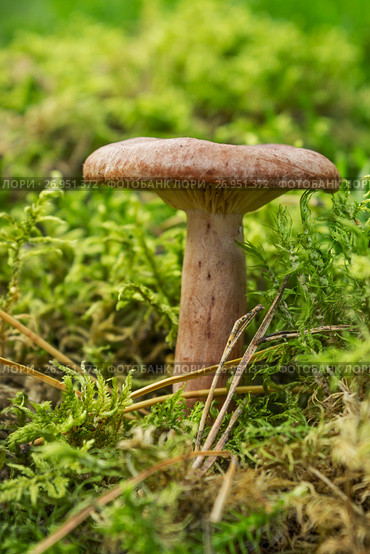 Горькушка (Lactarius rufus) на лесной полянке среди мха. Стоковое фото, фотограф Александр Романов / Фотобанк Лори