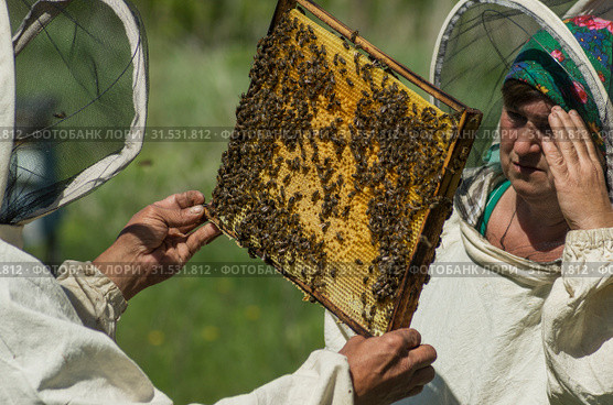 Горная пасека. Пчеловоды за работой. Mountain apiary. Beekeepers at work. (2019 год). Редакционное фото, фотограф Евгений Романов / Фотобанк Лори