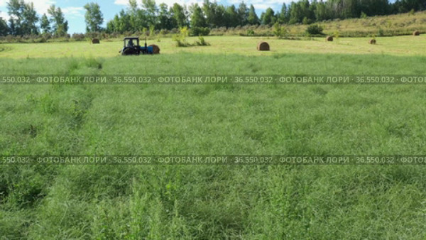 Горный Алтай. Механизированная уборка солянки холмовой (Salsola collina). Вид с воздуха. Altai mountains. Harvesting saltwort (Salsola collina) with a tractor. Aerial view. Стоковое видео, видеограф Евгений Романов / Фотобанк Лори